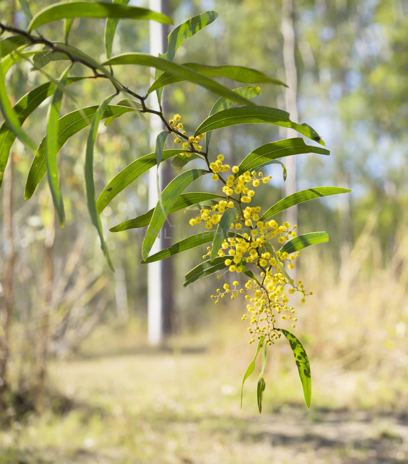 Sunlit Australian Zig-zag Wattle Flower Acacia macradenia by sherj