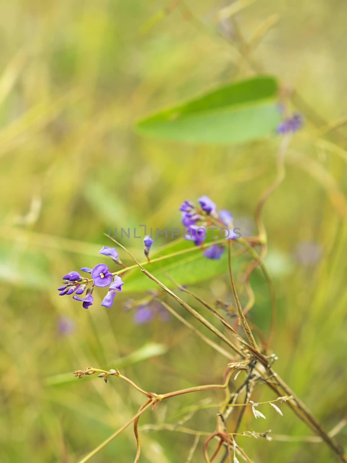 Floral background with purple flower of Australia native Sarsaparilla,winter wildflower Hardenbergia violacea