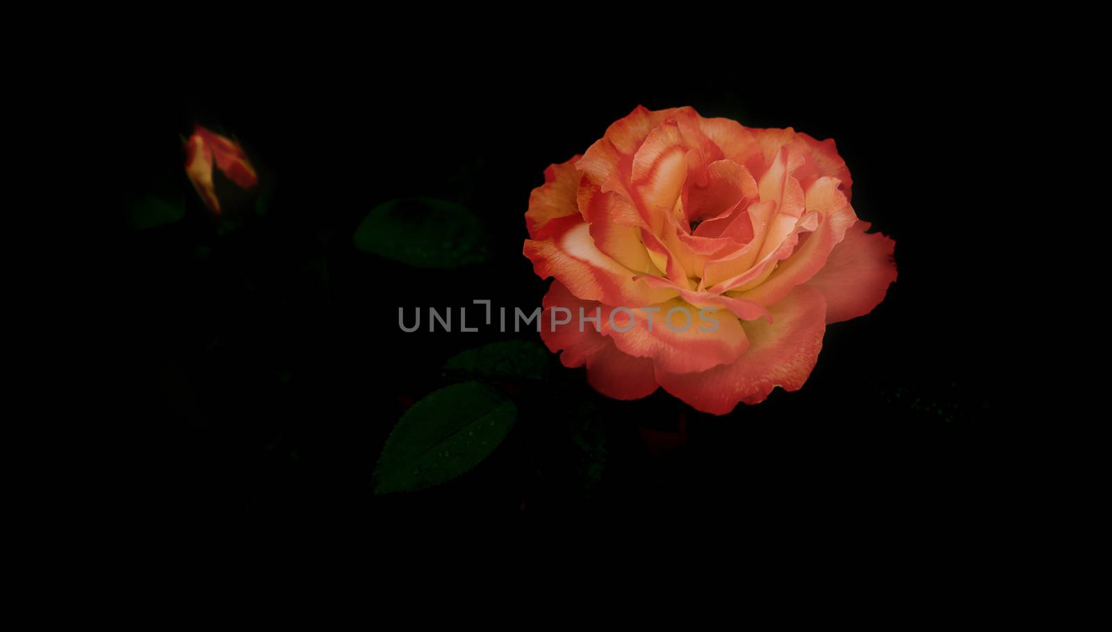 panorama of beautiful Rose flower symbol of love on dark black background with copy space for greeting or condolences card