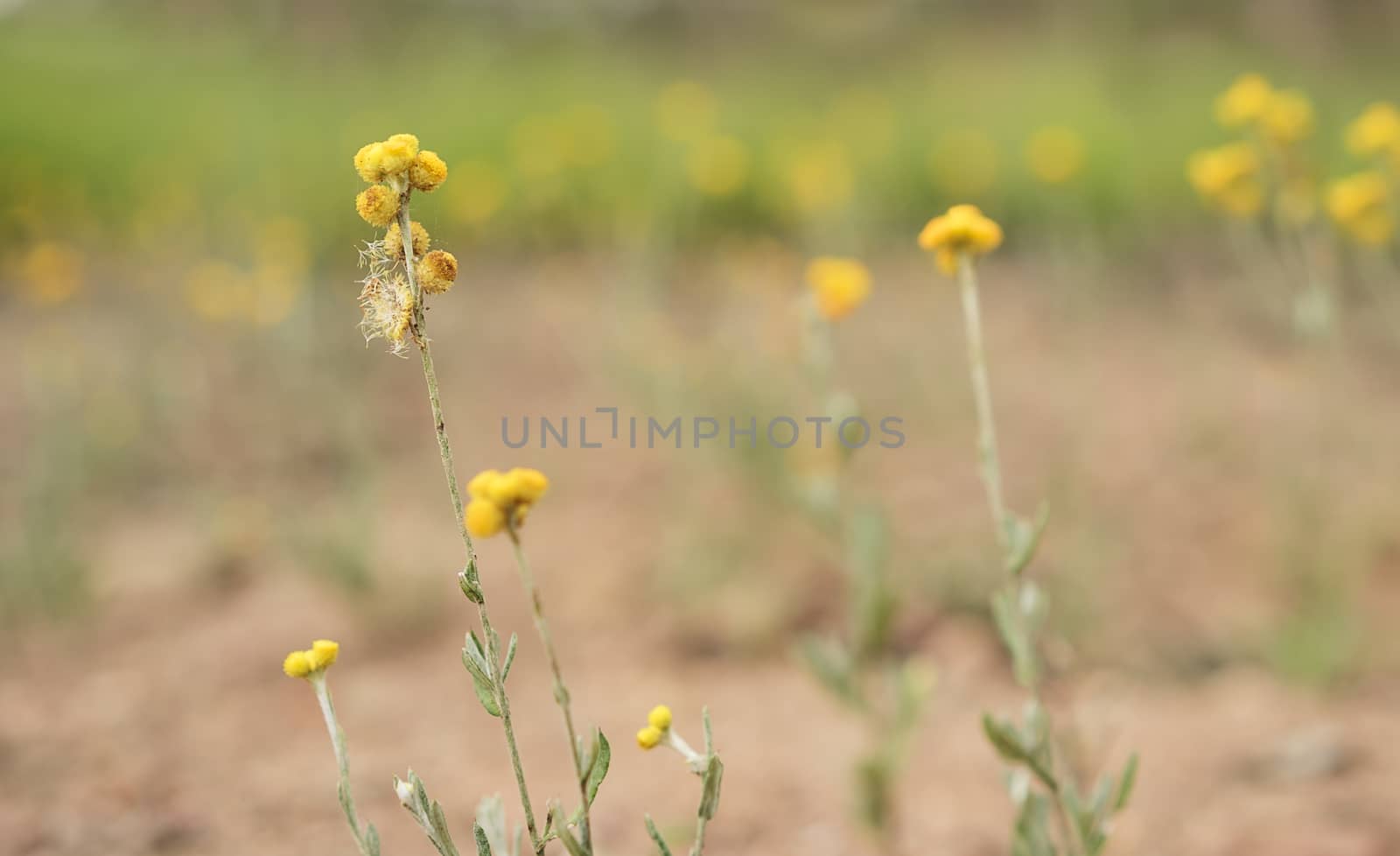 Australian Spring wildflowers panorama with yellow Buttons, Woollyheads or  Billy Buttons, a daisy like plant in flower in eucalypt grassland, known as Chrysocephalum apiculatum and also known as Helichrysum ramosissimum 