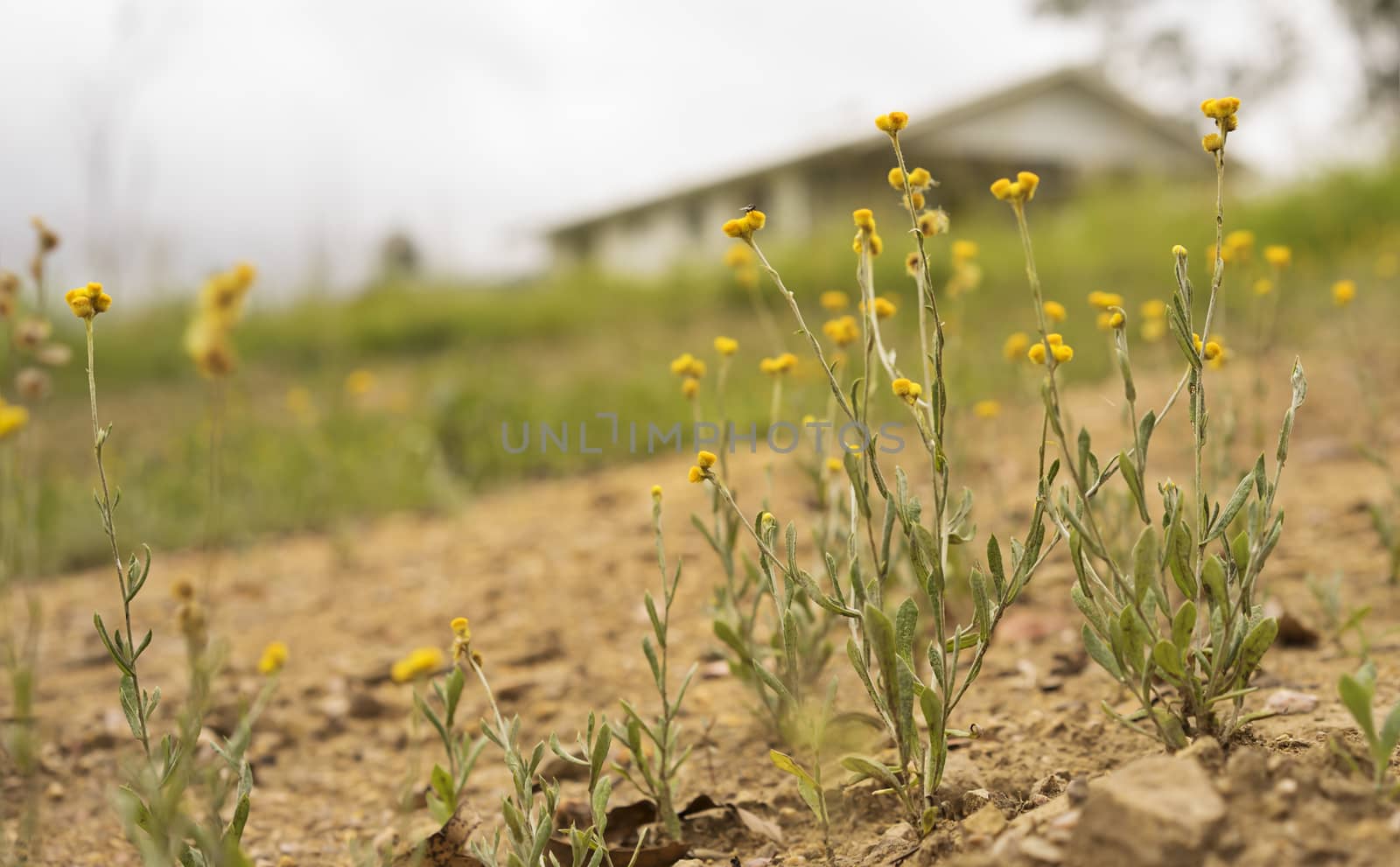 Australian Spring wildflowers landscape with yellow Buttons, Woollyheads or  Billy Buttons, daisy like flower plants  known as Chrysocephalum apiculatum or Helichrysum ramosissimum 