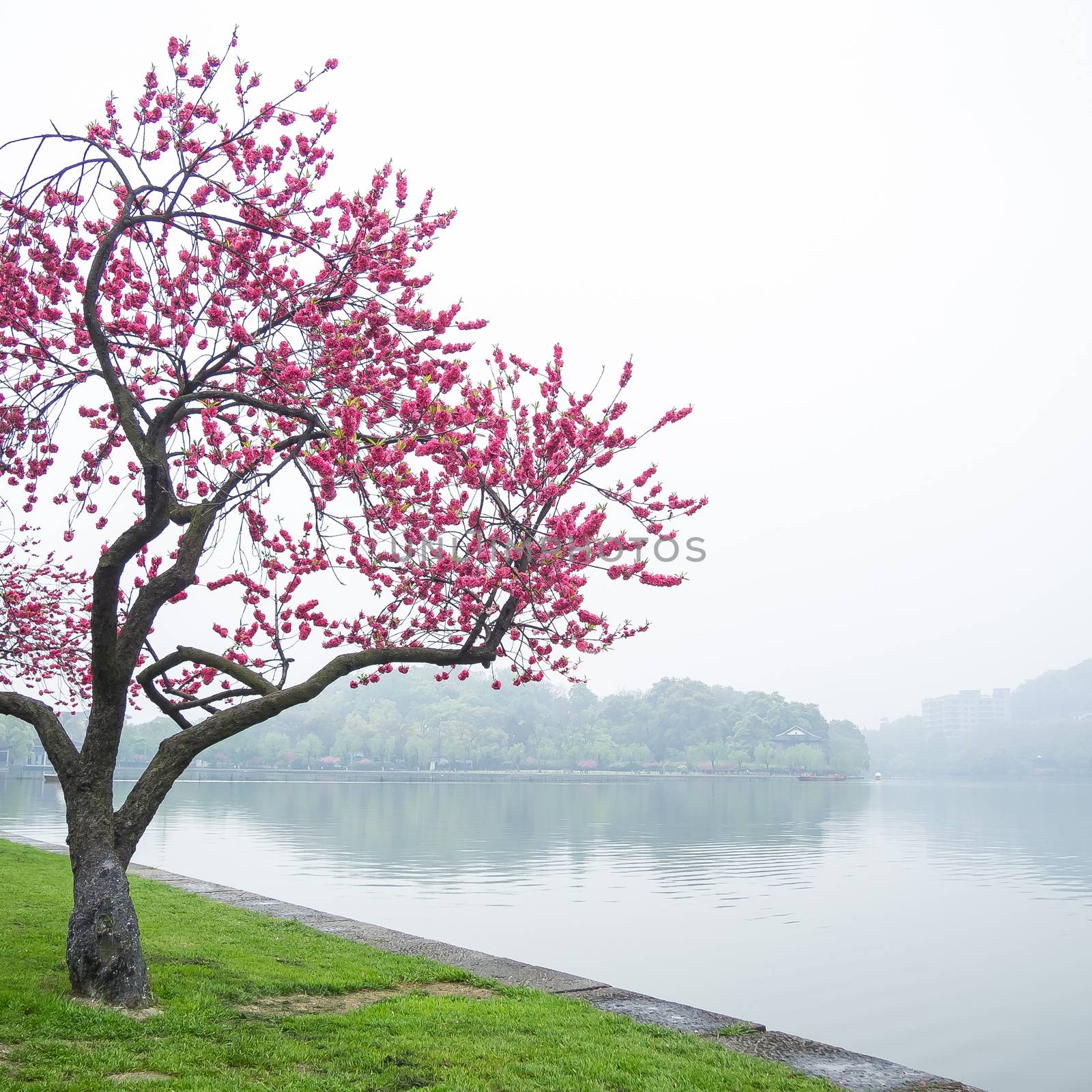 Beautiful pink peach blossom flower tree along the Xihu lake at Hangzhou city in China