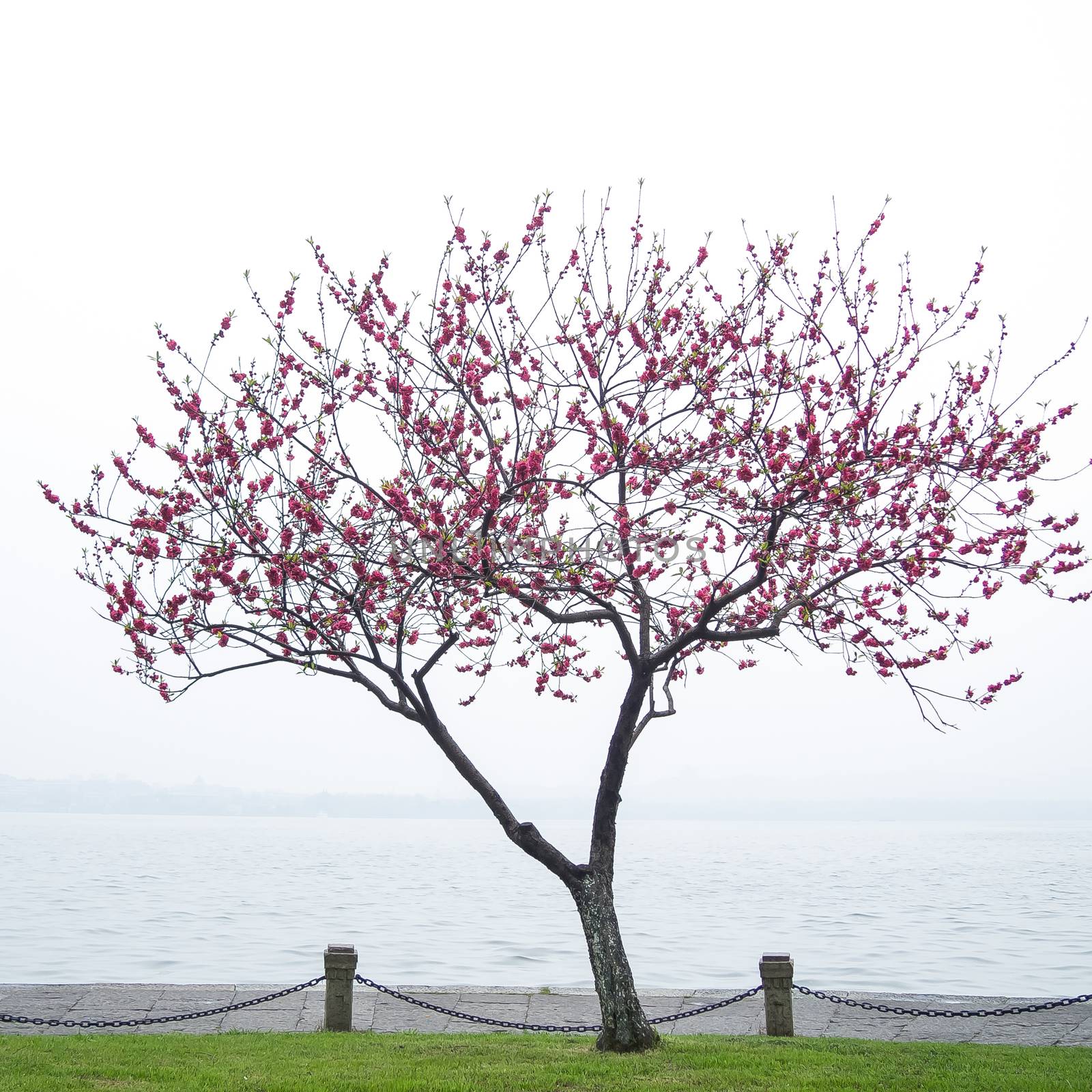 Beautiful pink peach blossom flower tree along the Xihu lake at Hangzhou city in China