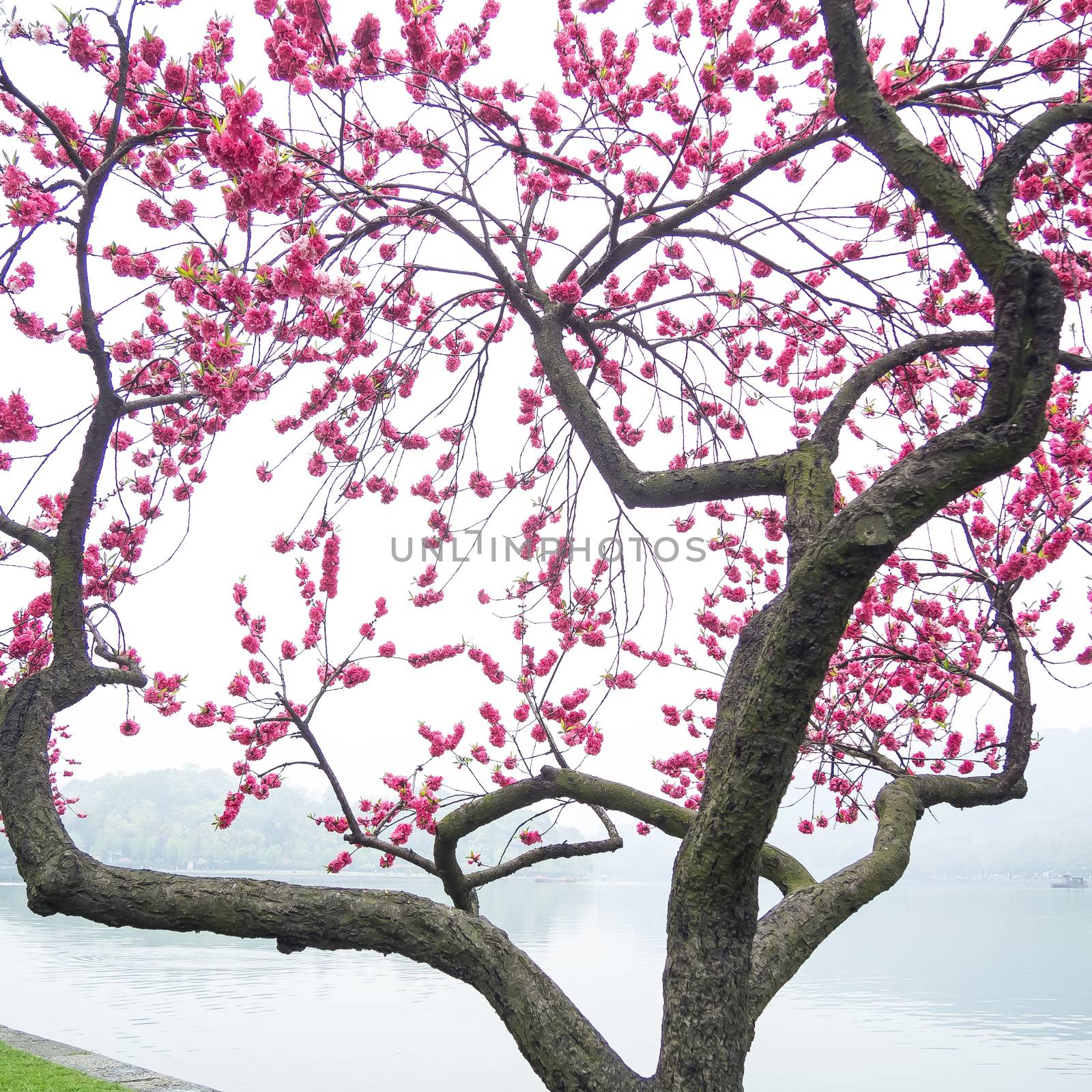 Beautiful pink peach blossom flower tree along the Xihu lake at Hangzhou city in China