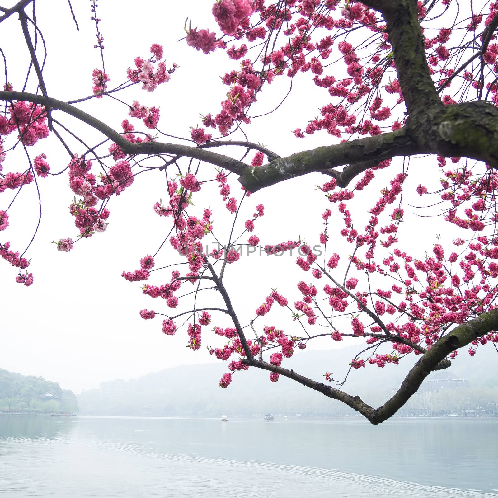 pink peach blossom flower tree along the lake by simpleBE