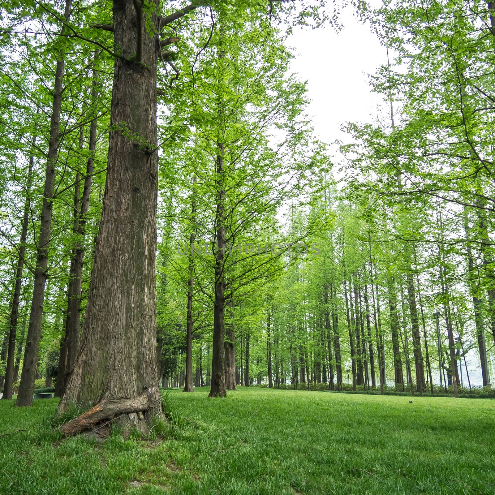 group of solid old pine trees in a green lawn,  grassy field of the park along Xihu lake at Hangzhou city in China