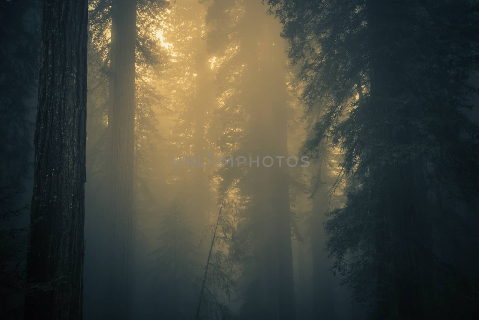 Fog in Redwood Forest. California Coastal Fog, United States.