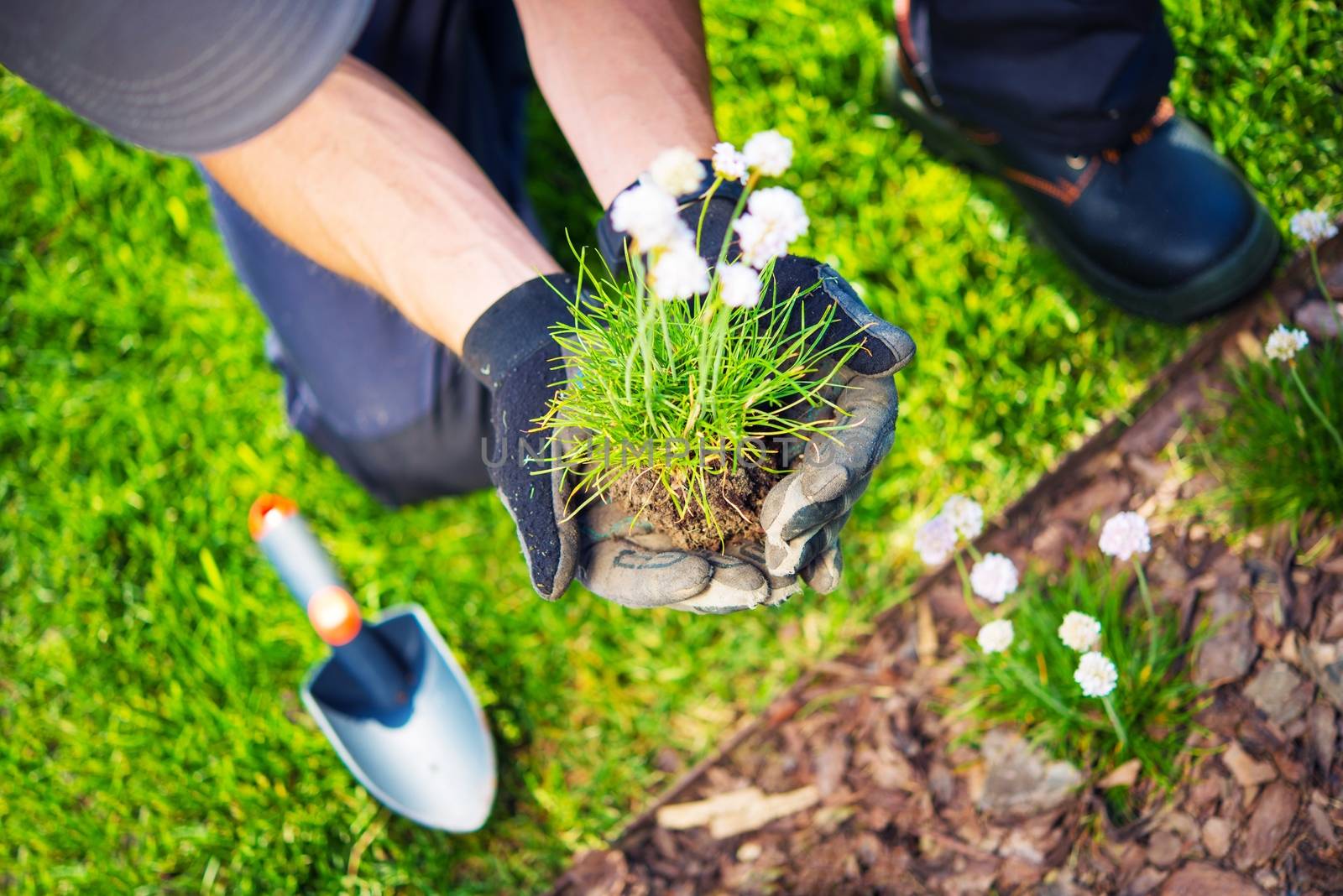 Gardener Replanting Small Flowers. Closeup Photo. Spring Replanting in a Garden.