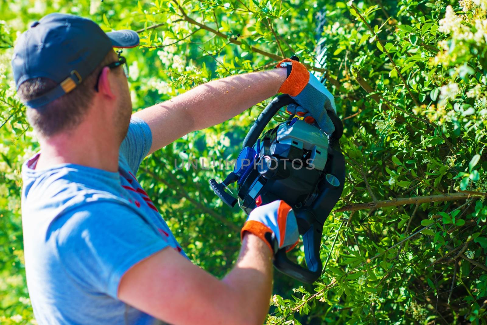 Men Trimming Hedge Using Powerful Gasoline Hedge Trimmer. 