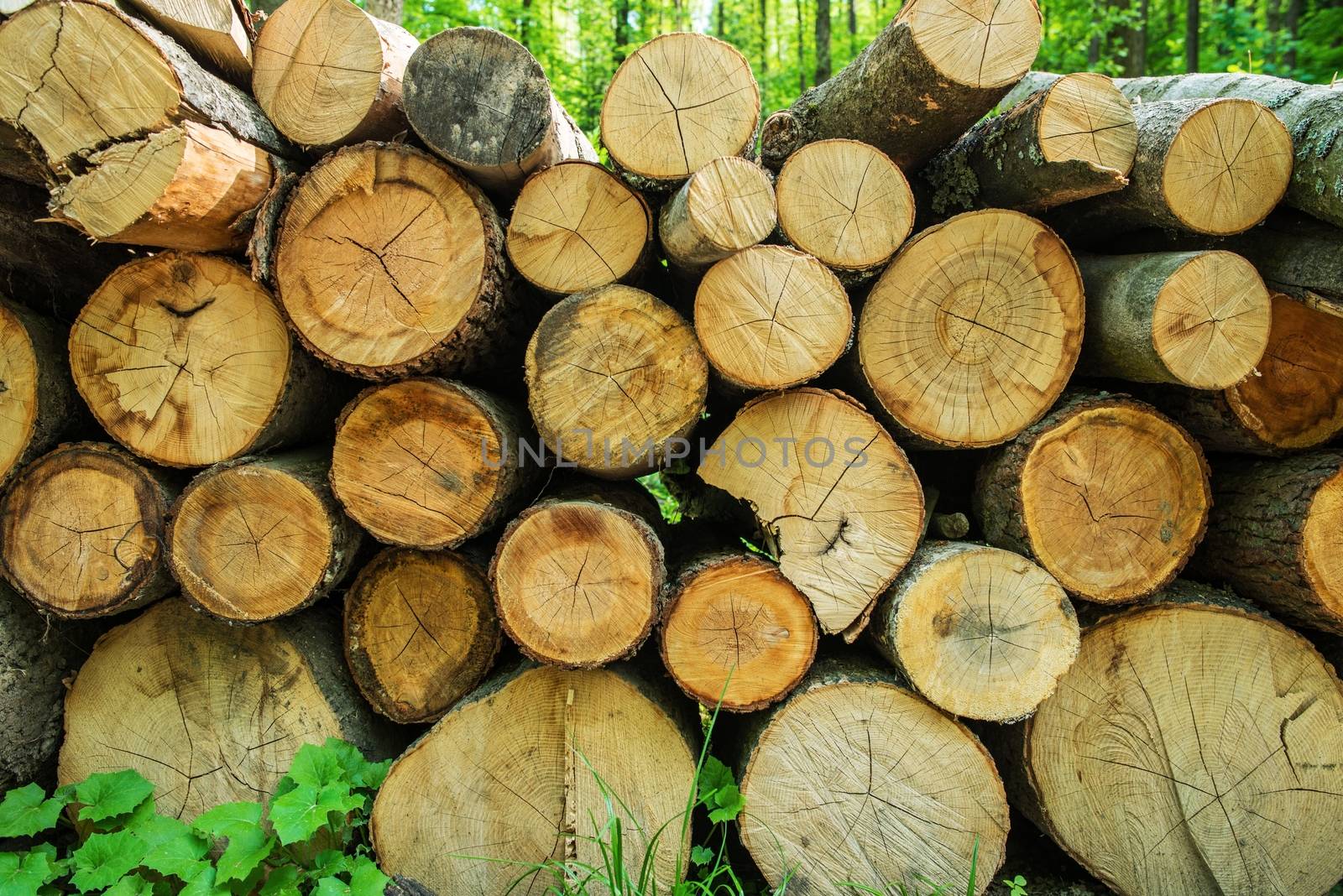 Pile of Fresh Timber by welcomia