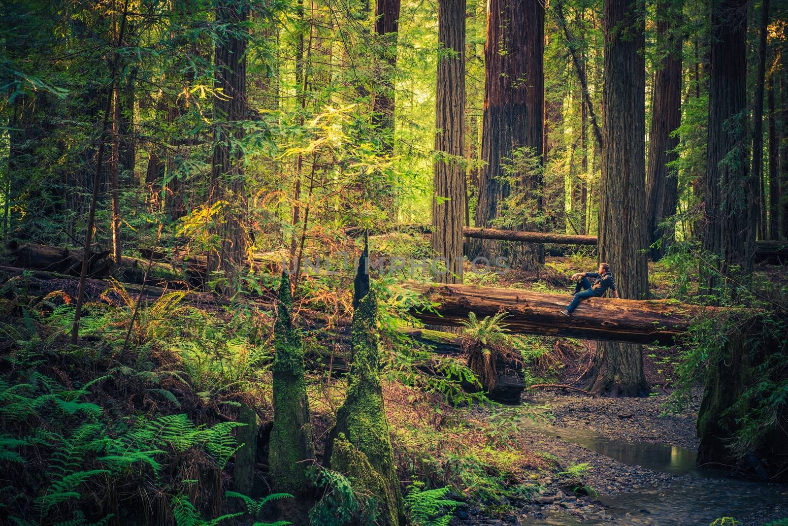 Tourist Resting on the Redwood Fallen Tree and Enjoying Redwood Forest Scenery During Sunset.