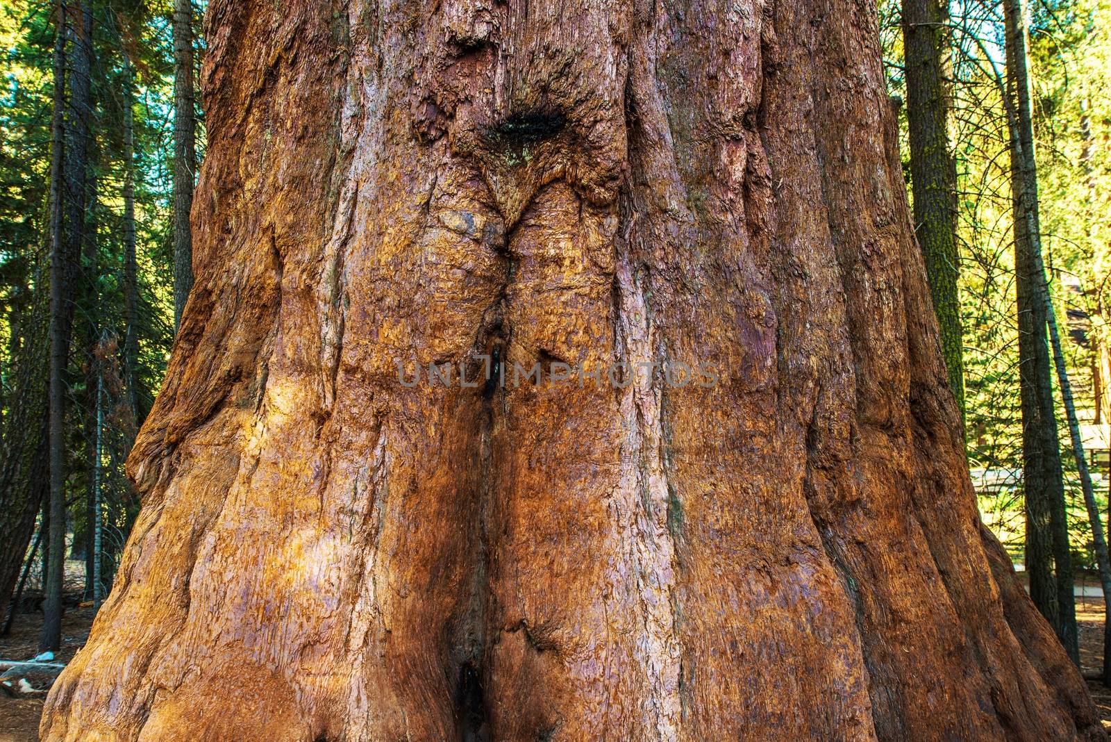 Sequoia Bark Closeup by welcomia