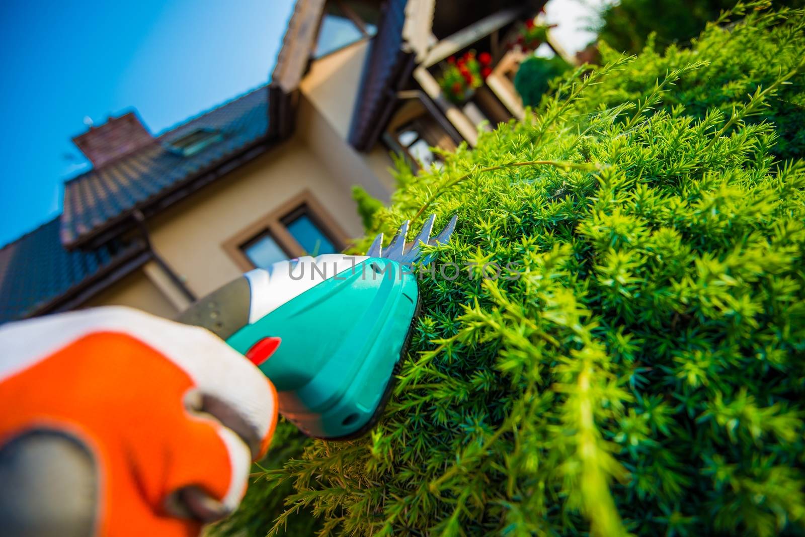 Electric Plants Trimming. Small Electric Trimmer in a Hand of Gardener. 