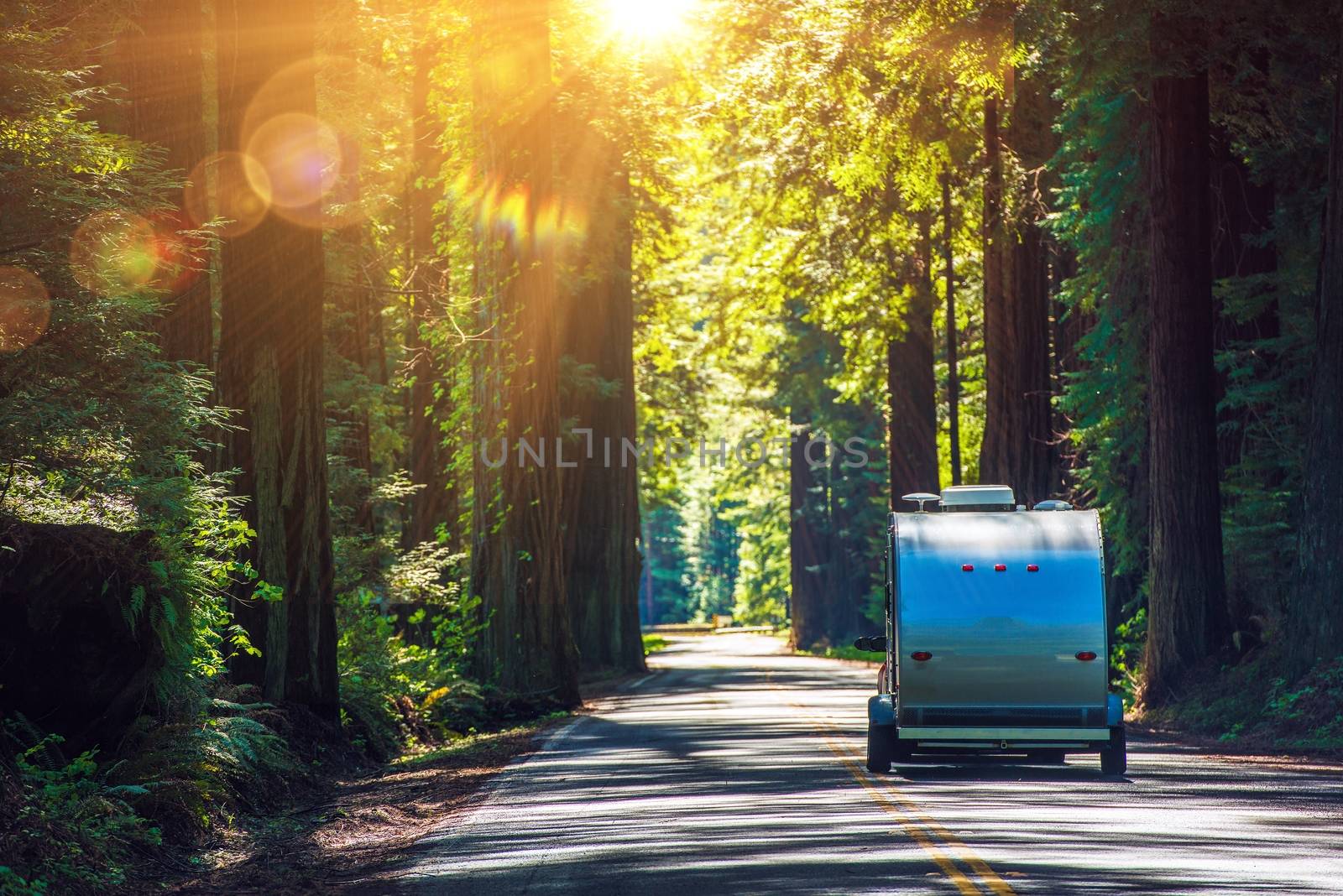 Camping in Redwoods by welcomia
