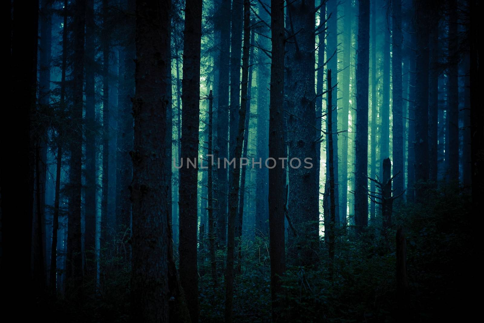 Dark, Foggy and Creepy Forest in Dark Blue Color Grading. Forest Backdrop.