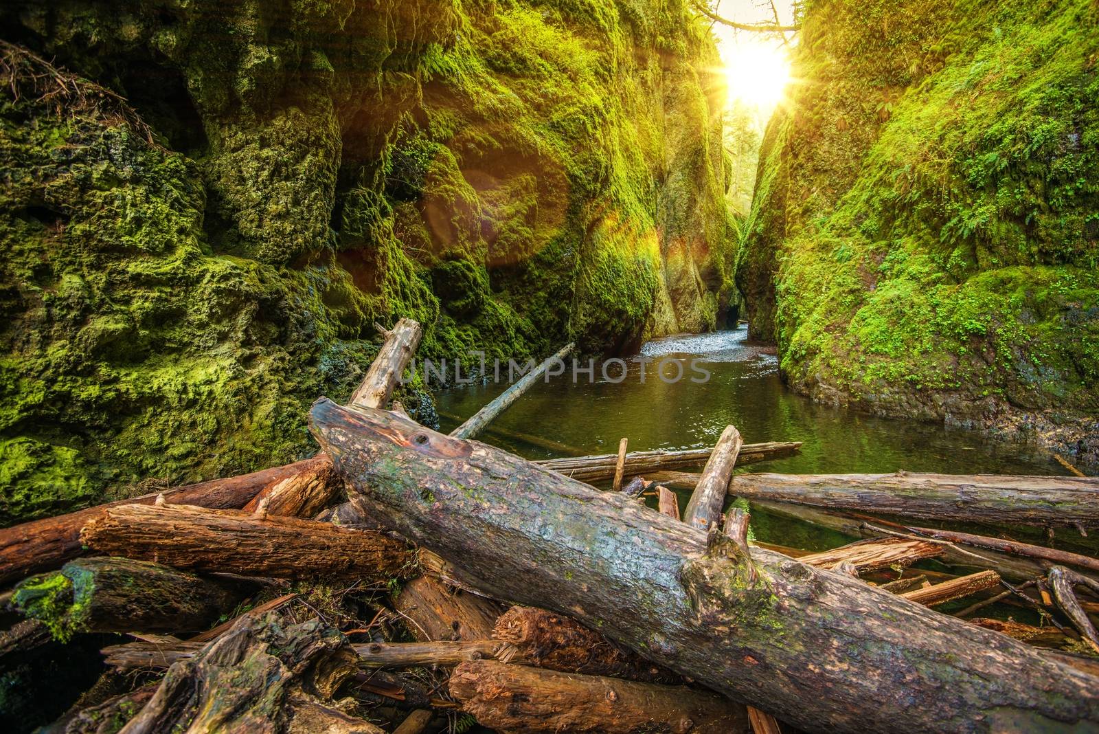 Mossy Scenic Columbia River Gorge Landscape. Mossy Canyon with Massive Wood Logs Pile. Oregon, United States. 