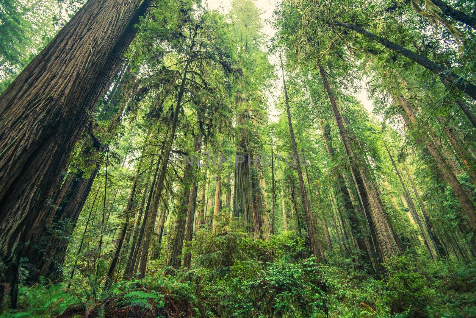 Giant Redwoods Forest, Northern California, United States. Forest Scenery.