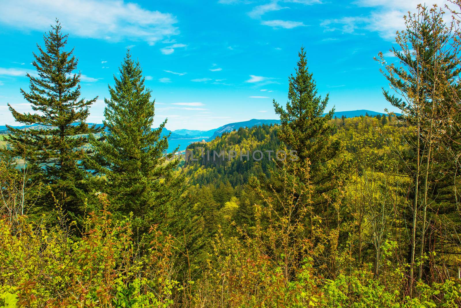 Green Oregon Landscape by welcomia