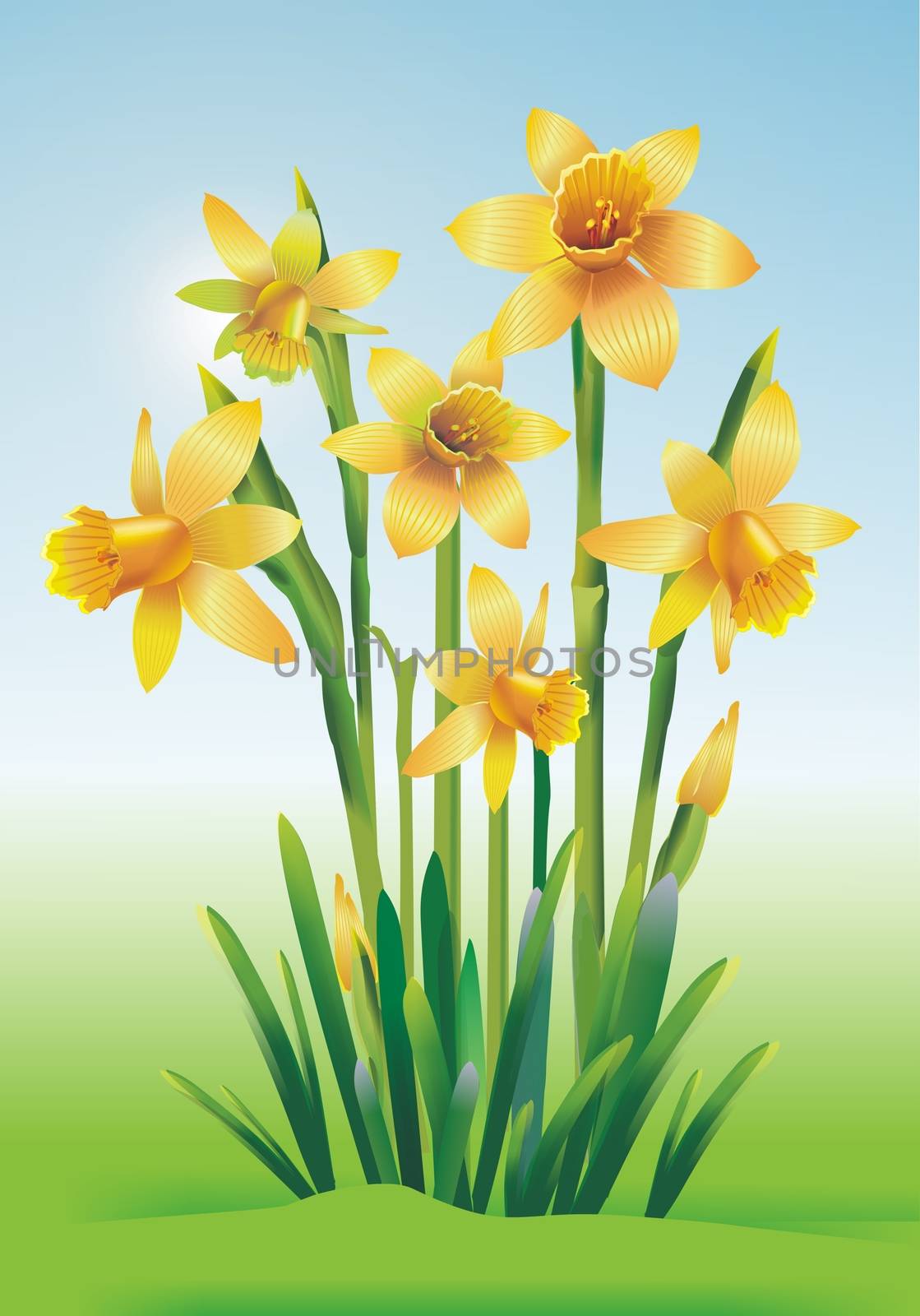 Jonquils Art Illustration by welcomia