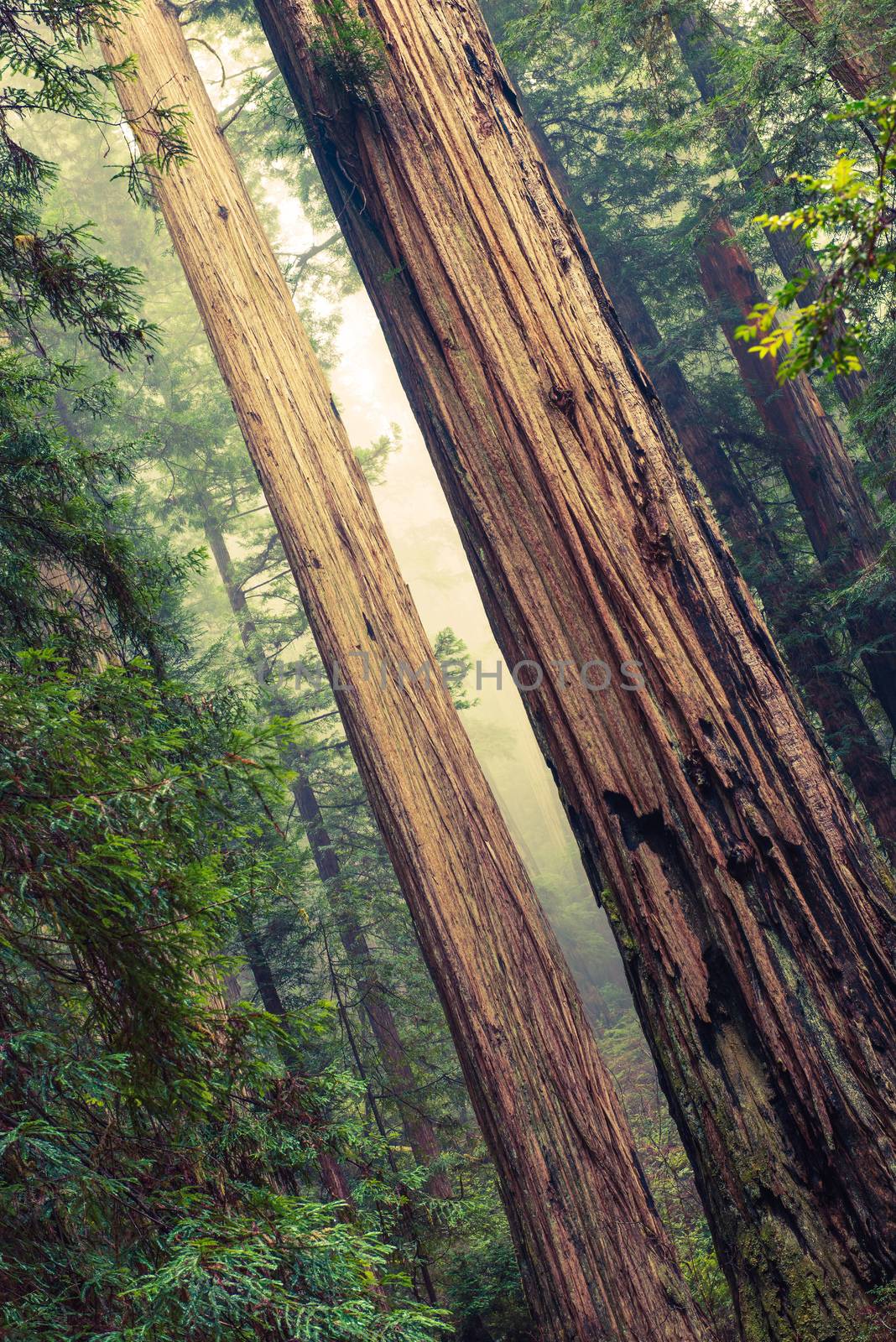 Grand Redwood Trees in Redwood National Park, California, United States.