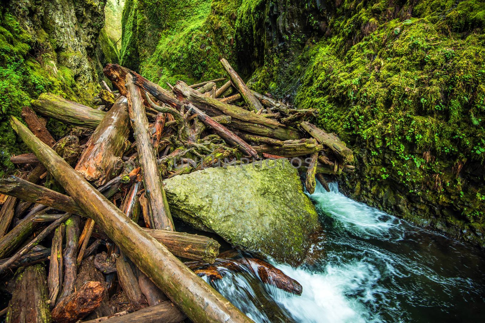 Natural Logs Dam on the Small Canyon River in Oregon Columbia Gorge Area. Oregon, United States.