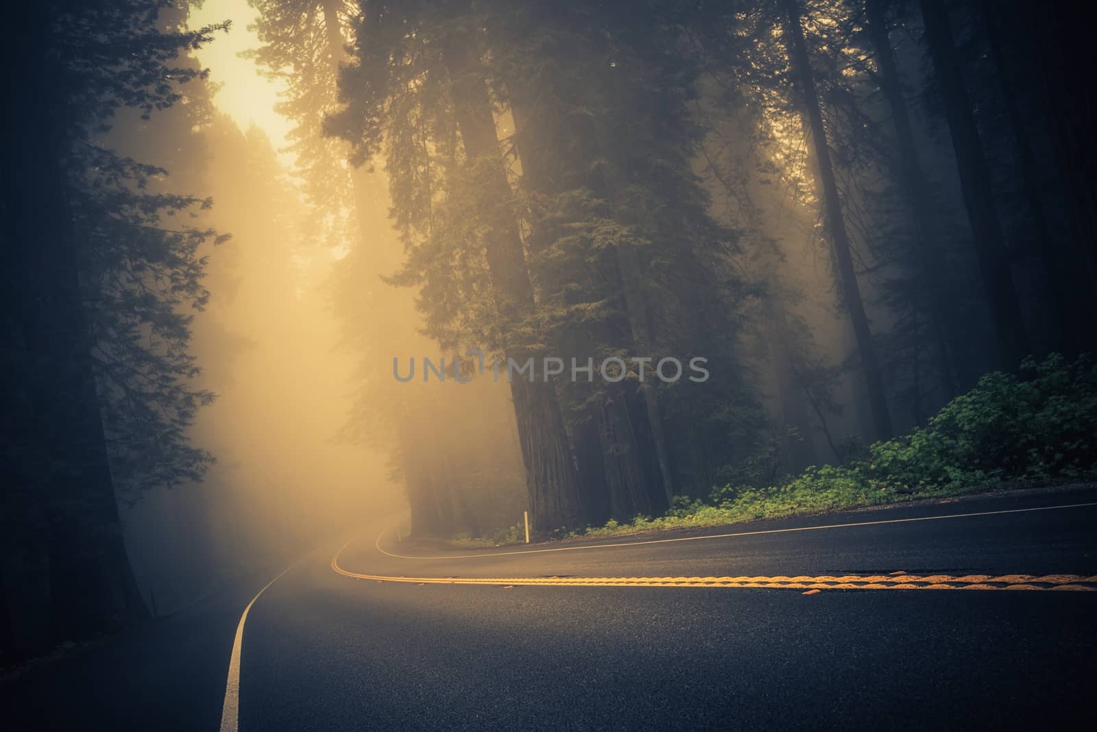 Foggy Forest Road by welcomia