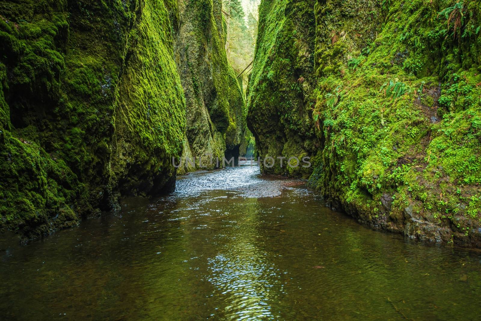 Mossy Scenic Oneonta Gorge in Oregon, United States.