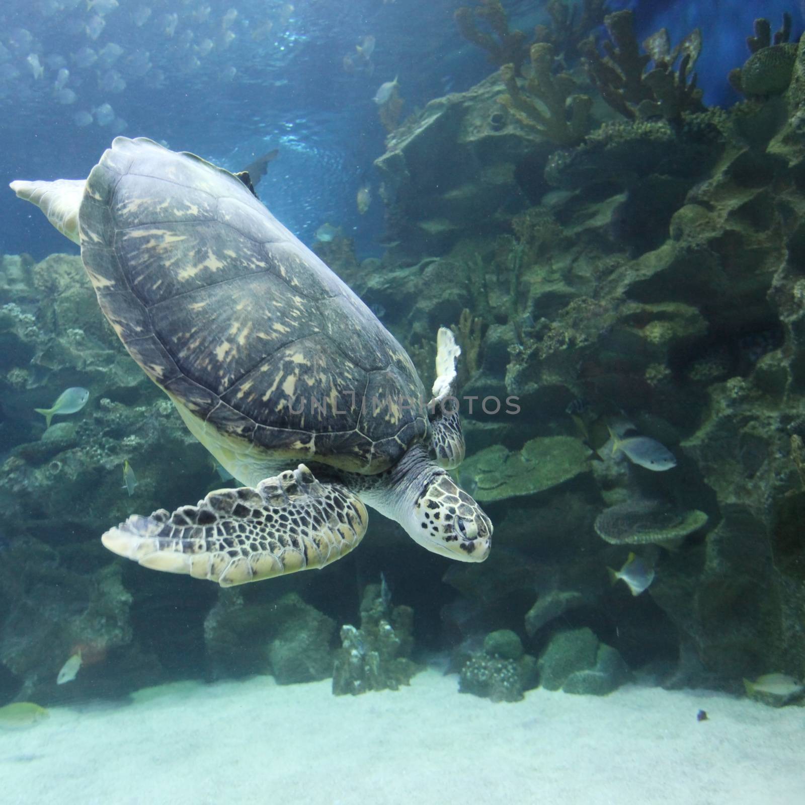 Underwater view of swimming turtle and small fish