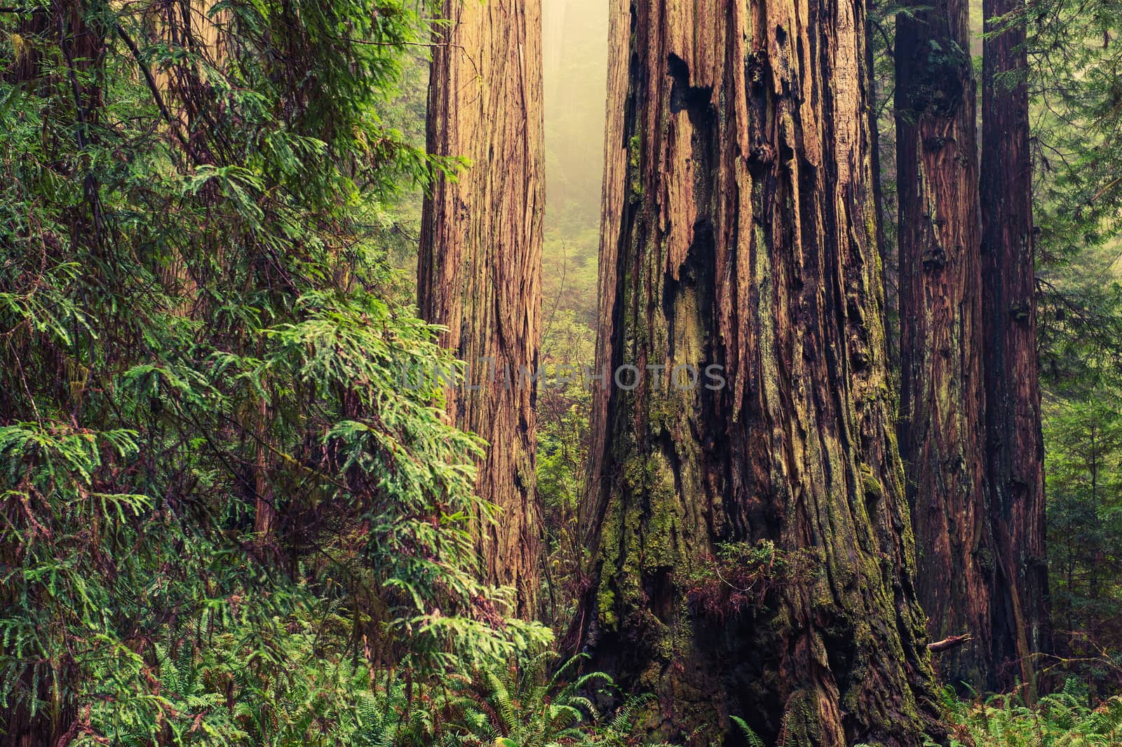 Thousands of Years Old Redwood Trees in California Redwood Forest.