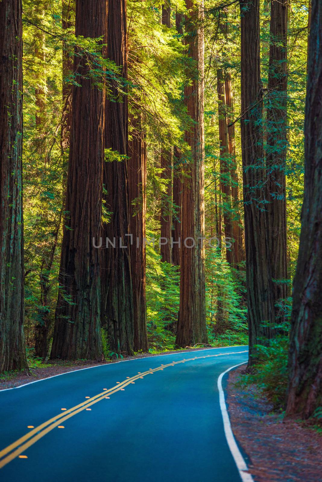 Redwood Forest Highway by welcomia