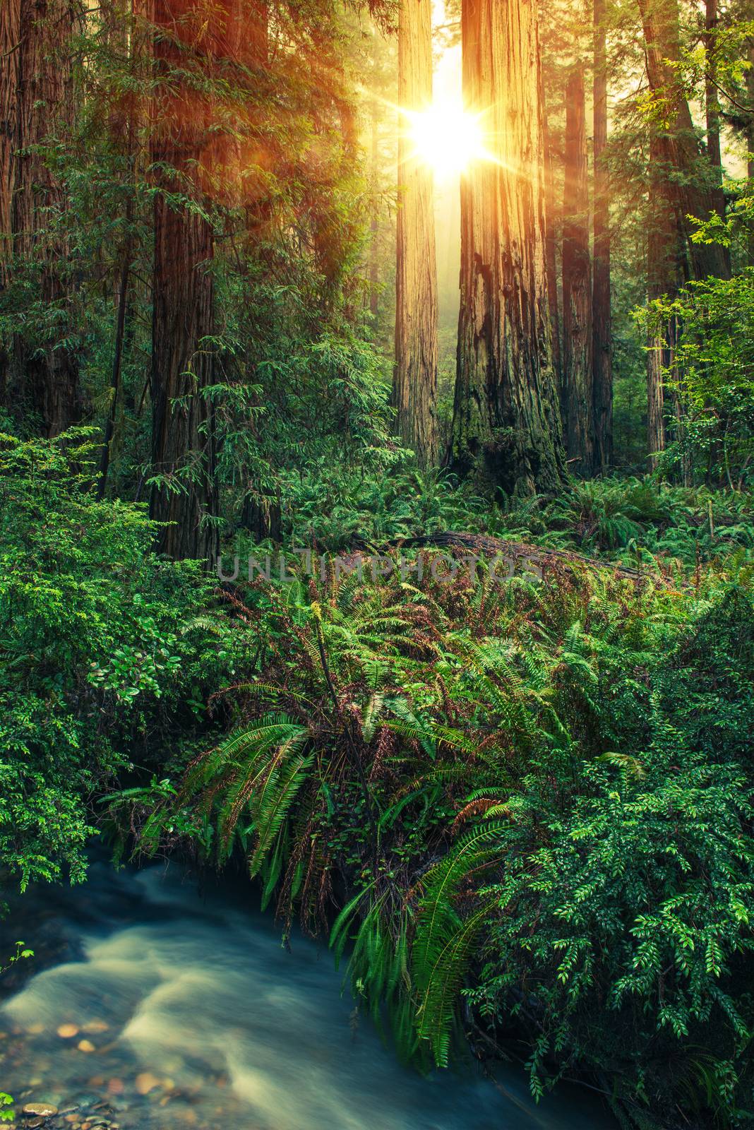 Redwood Place of Mystery. North California Redwood Forest Scenery.