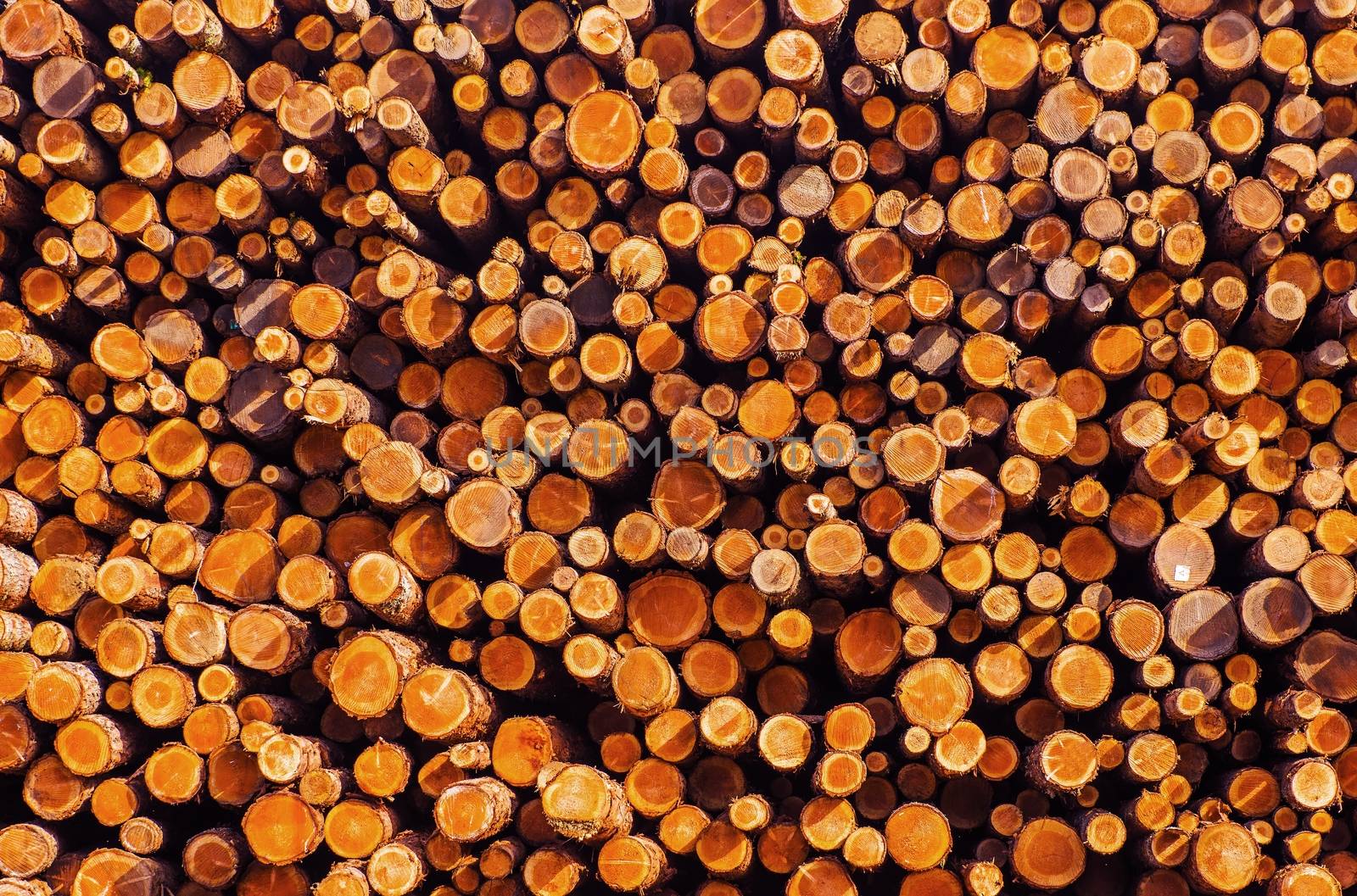 Pile of Lumber. Timber Industry Photo Background. Wooden Logs Pile.