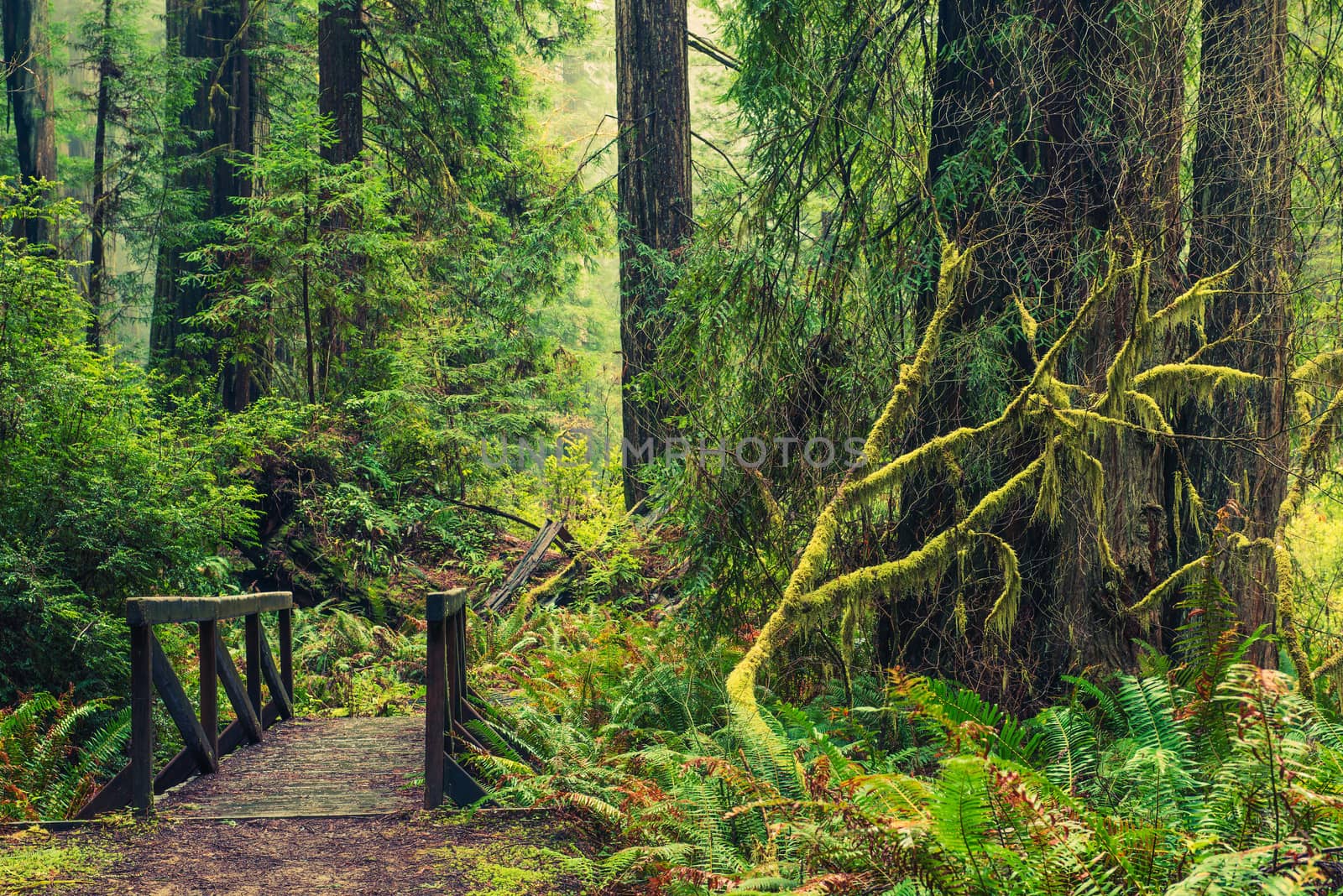 Redwood Forest Trail and Old Wooden Trail Bridge in Northern California Redwoods. United States.