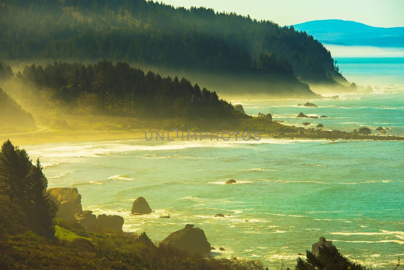 Foggy Redwood Pacific Ocean Coast. Early Spring in Northern California, United States.