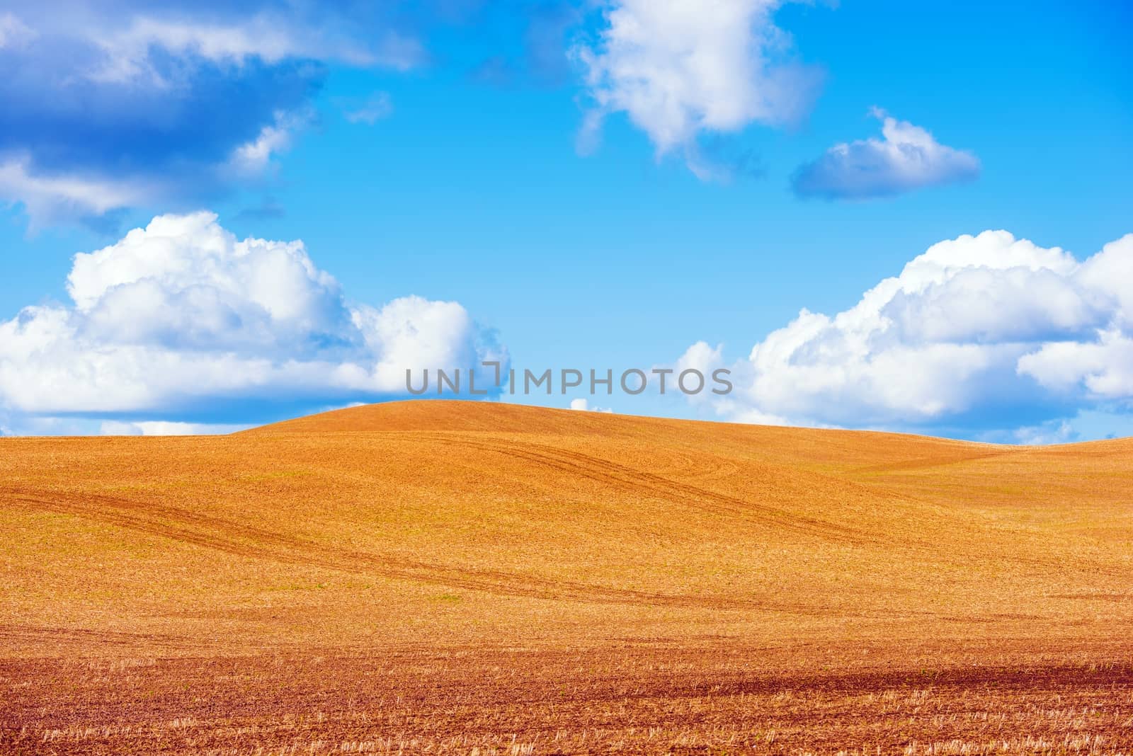 Scenic Stubble Farmland and the Blue Sky. Scenic Sunny Landscape. Cut Stalks of Grain Plants Left Sticking Out of the Ground.