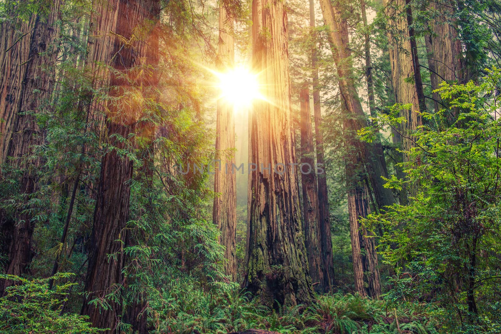 Sunny Redwood Forest in Northern California, United States. Forestry Theme.