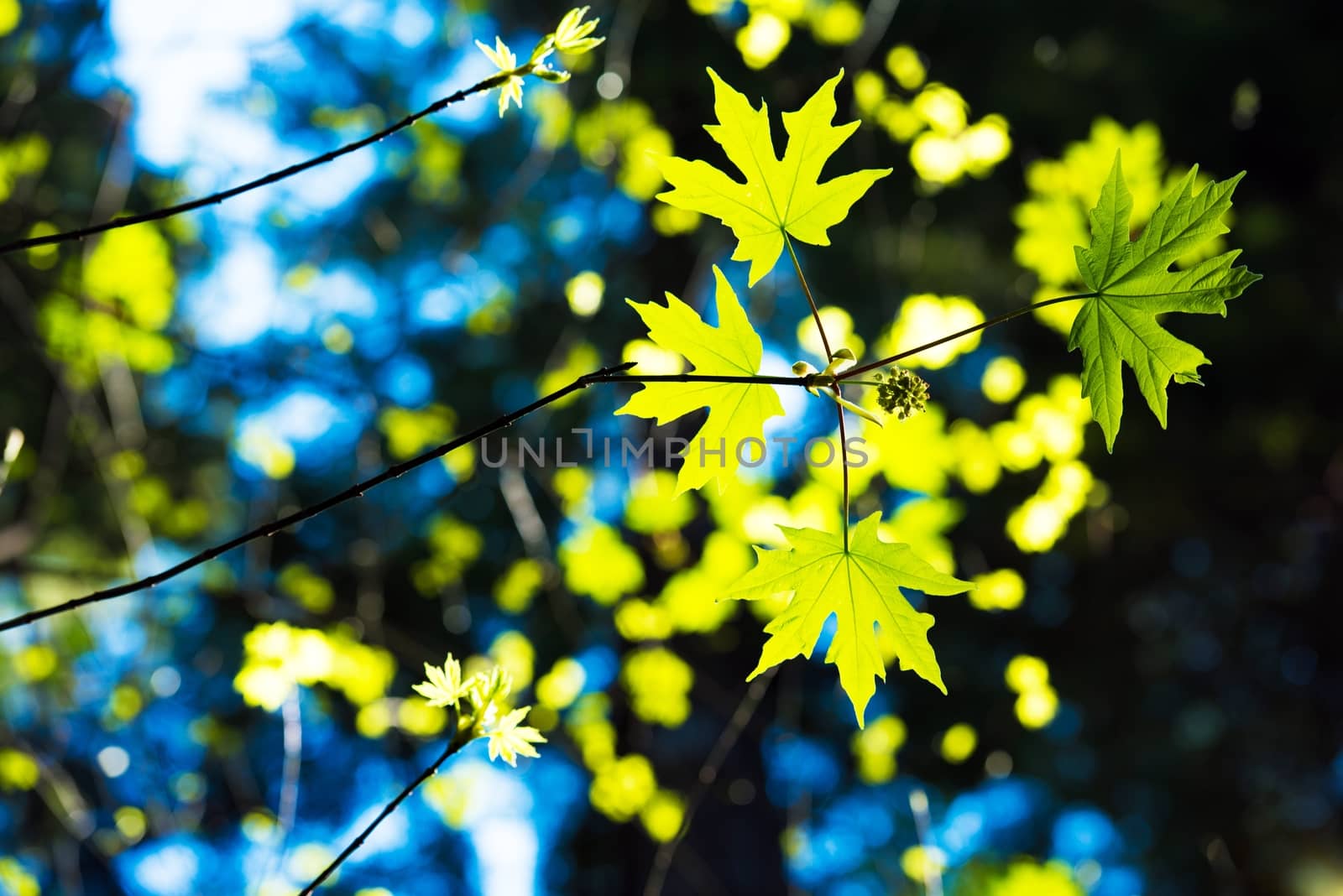 Spring First Leaves in the Forest. Forestry Theme.