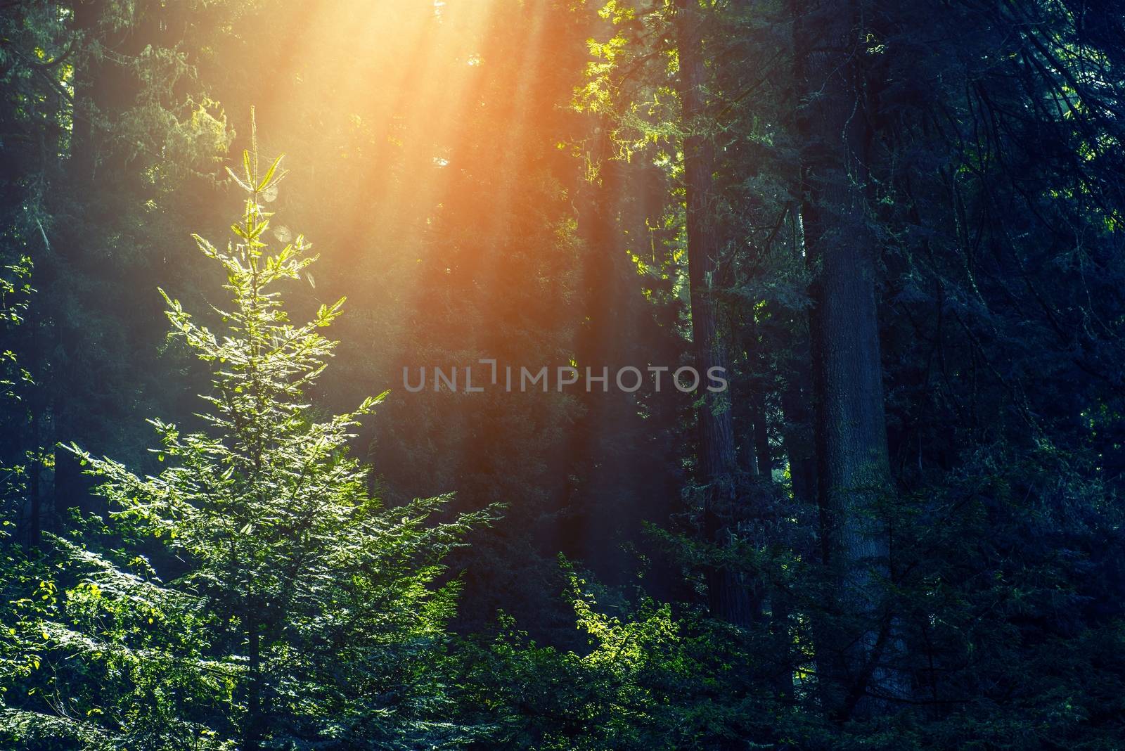 Sun Rays in the Forest. Deep Spruce Forest and the Sun Light.