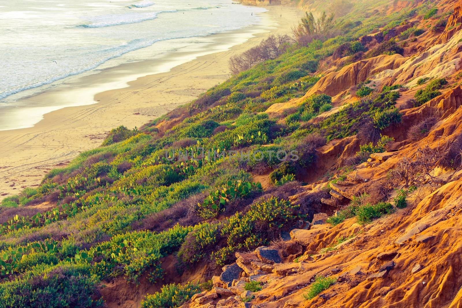 California Green and Sandy Ocean Shore. Beach Plants and Flowers. California, United States. 