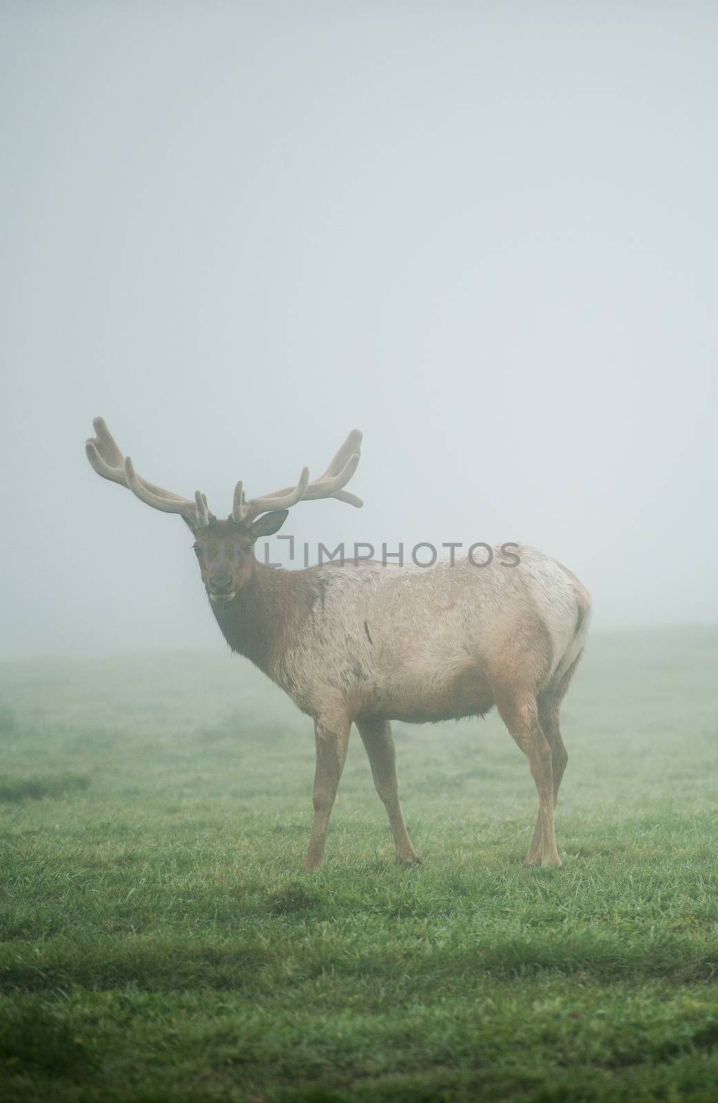 California Mule Deer in Fog. Foggy Meadow of the Point Reyes National Seashore