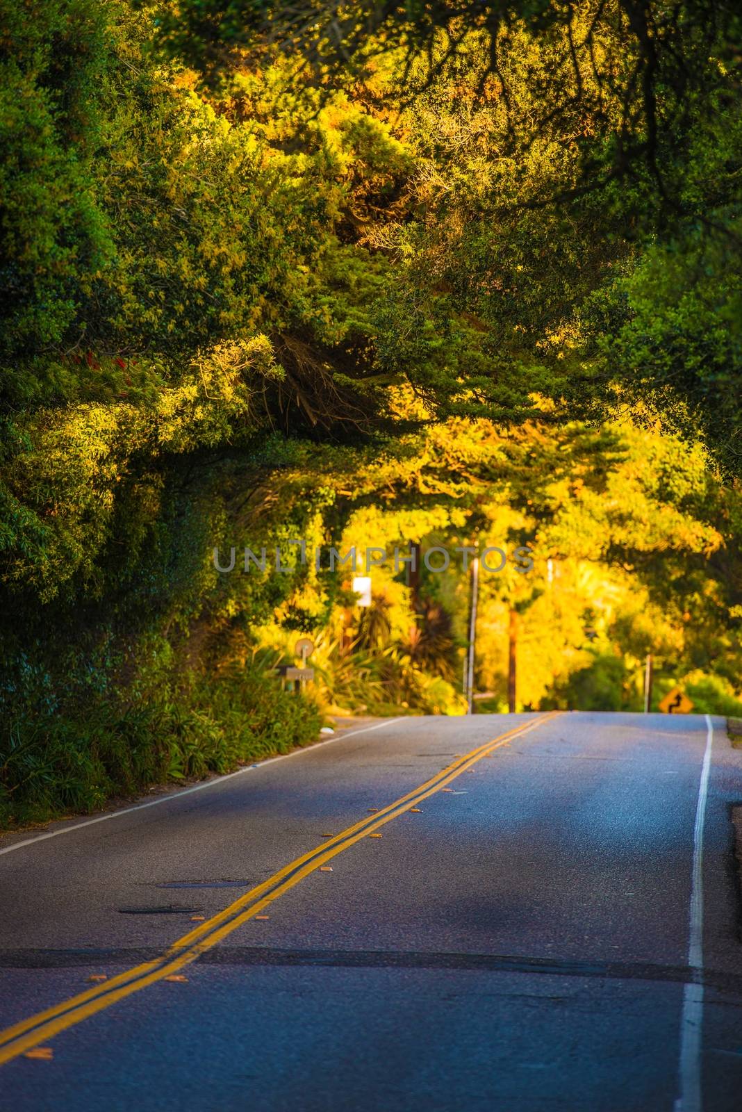 Scenic Santa Barbara, California Road Under Tree Branches. California, United States. Travel Photography.