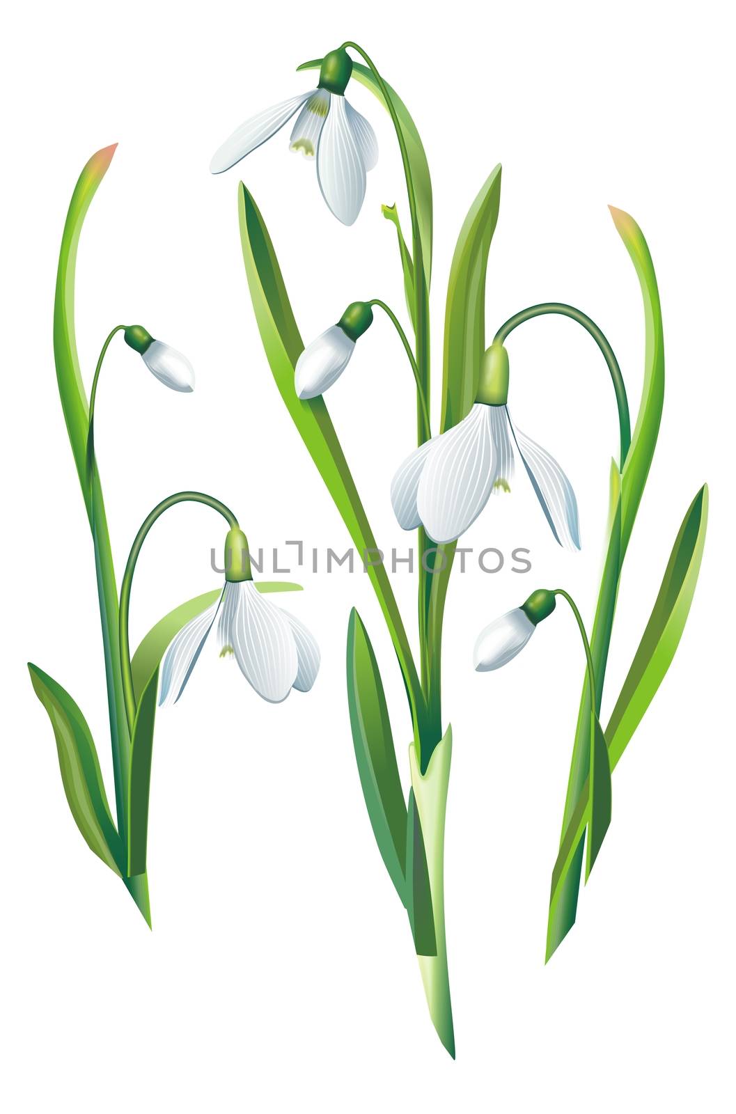 Snowdrop Flowers Isolated by welcomia