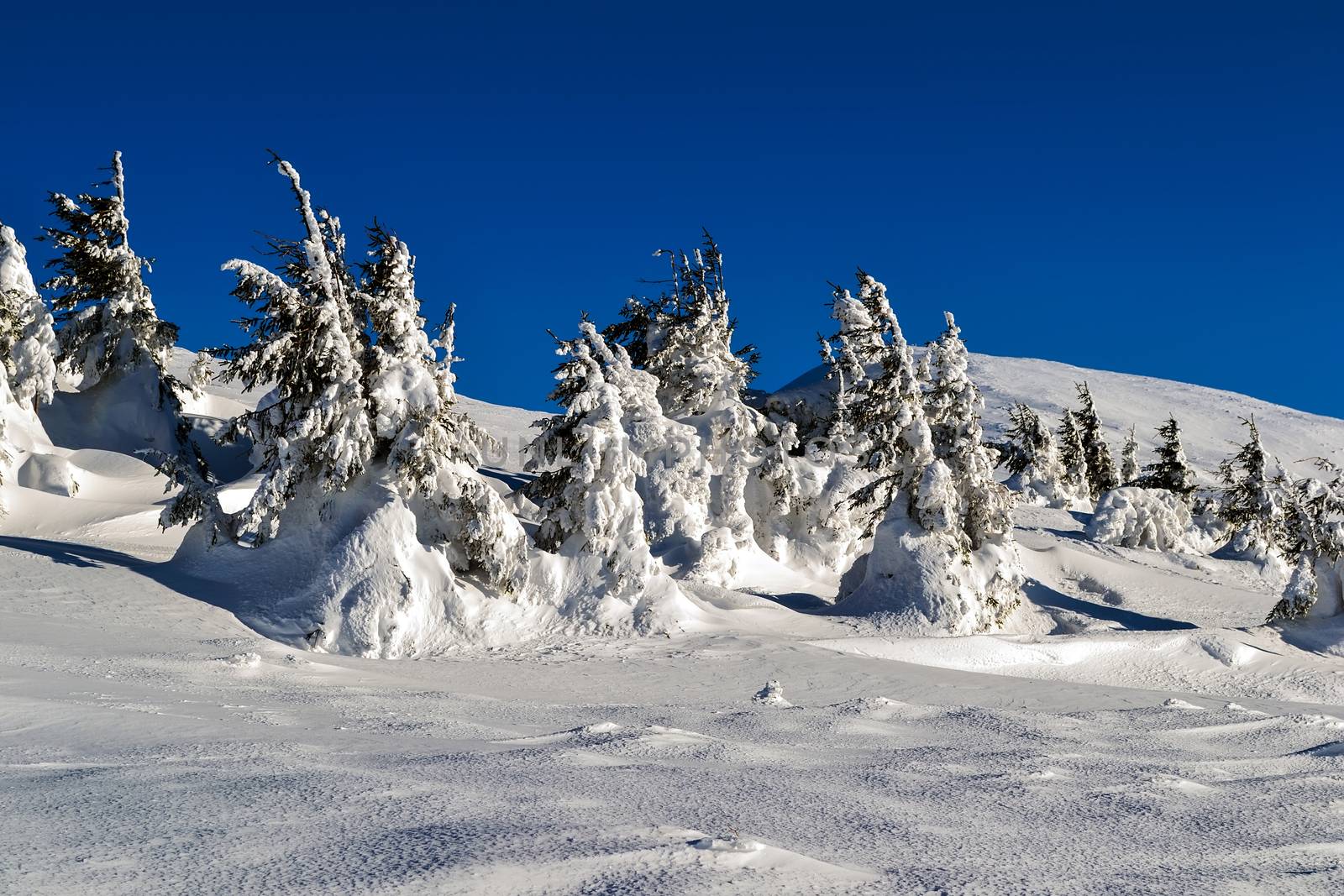 View of the snow covered trees in the mountains. Blue sky. Carpathians. Ukraine