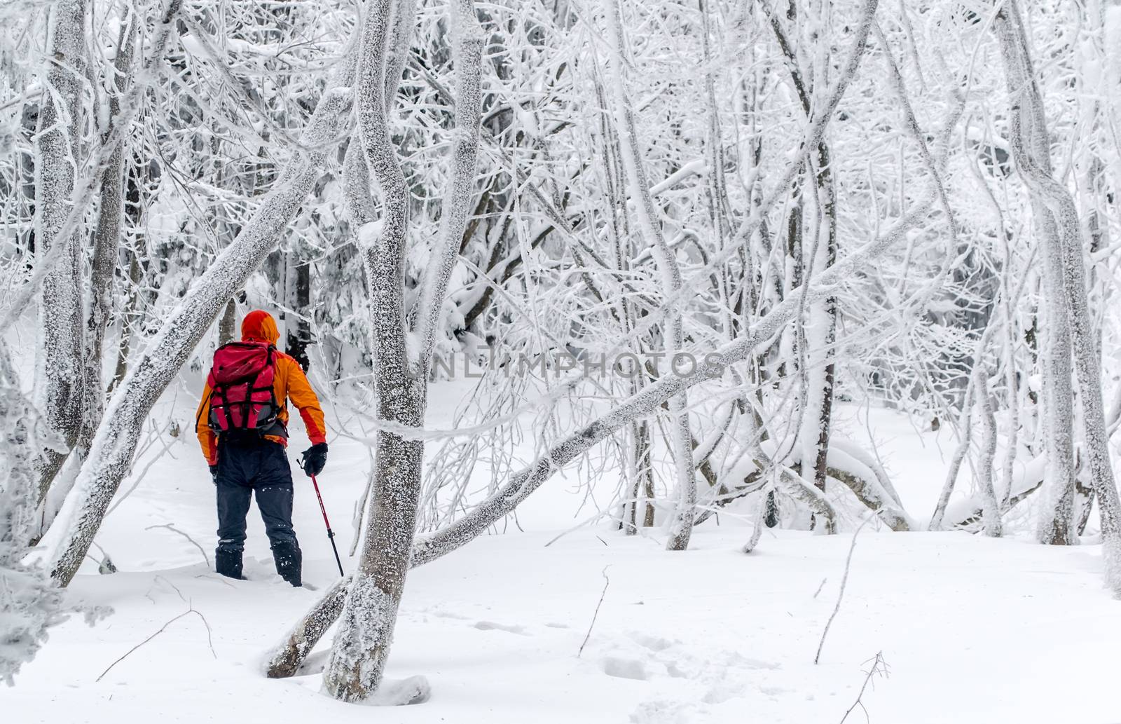 Tourist with a backpack in a frozen forest. Footprints in the snow. Winter walking tour. Different pastime. Ukraine.