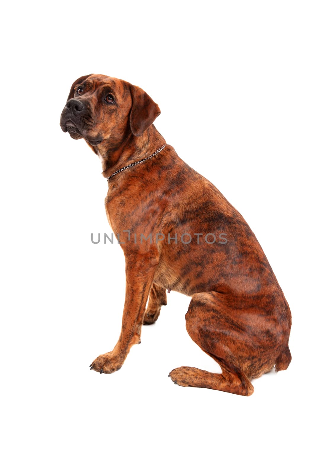 Boxer dog in front of white background