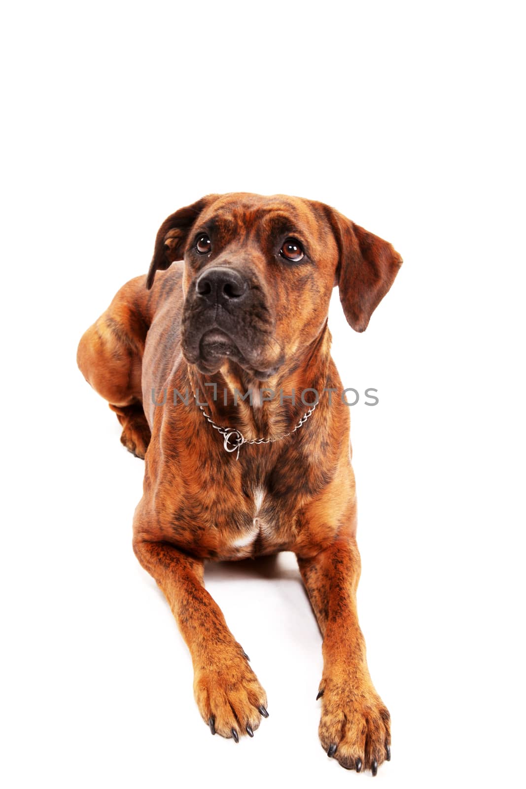 Boxer dog in front of white background