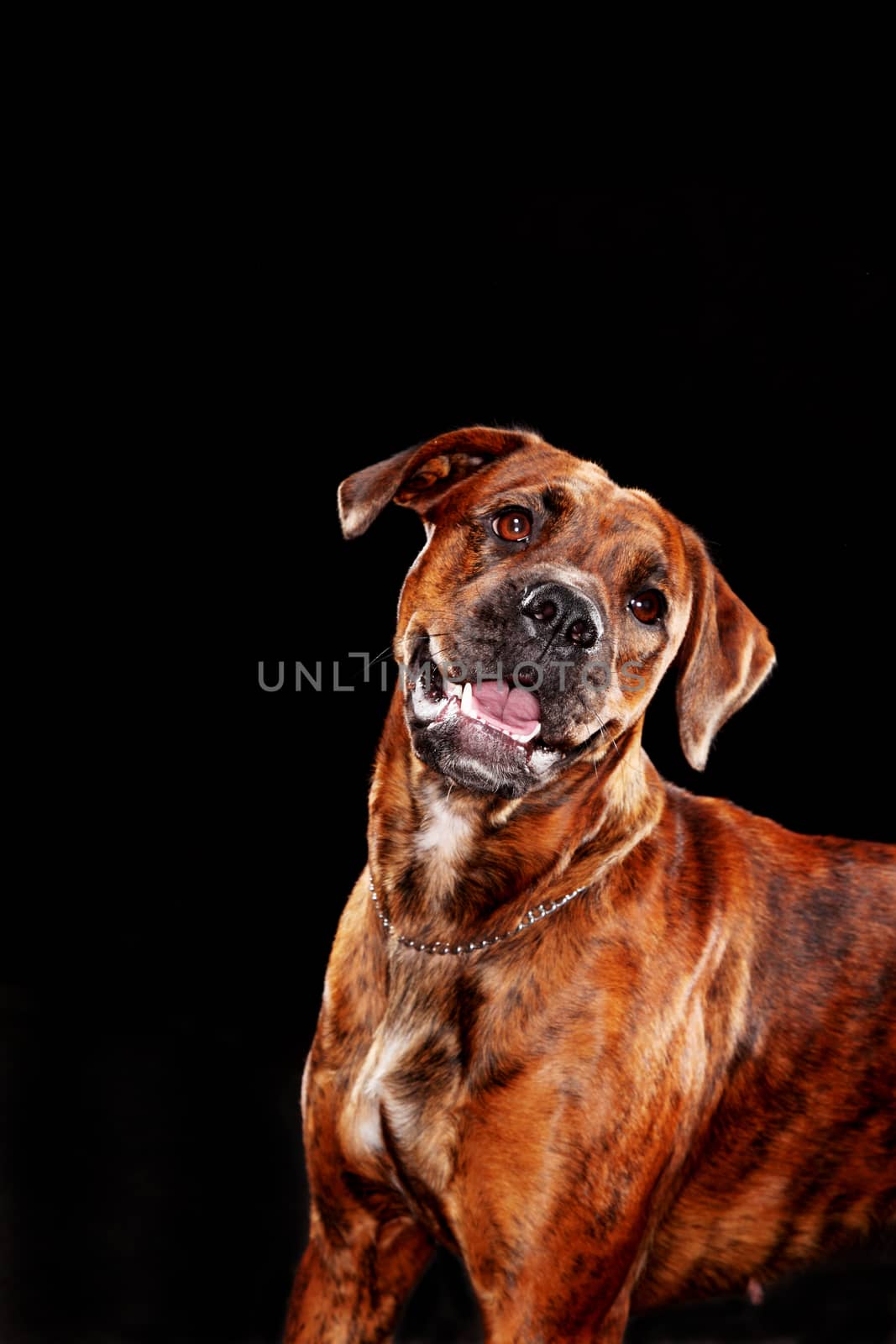 Young mixed-breed / boxer dog looking up on black background
