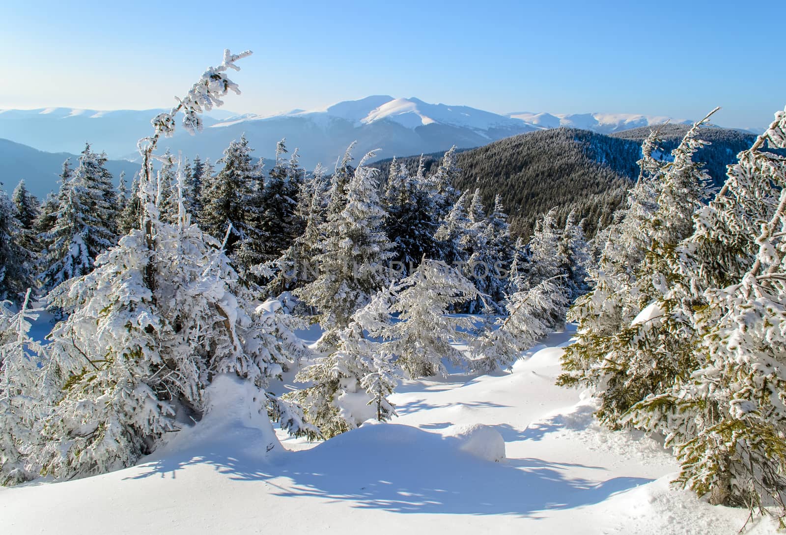 Scenic landscape of a snow covered trees in Carpathians Mountains. Against the background of blue mountains