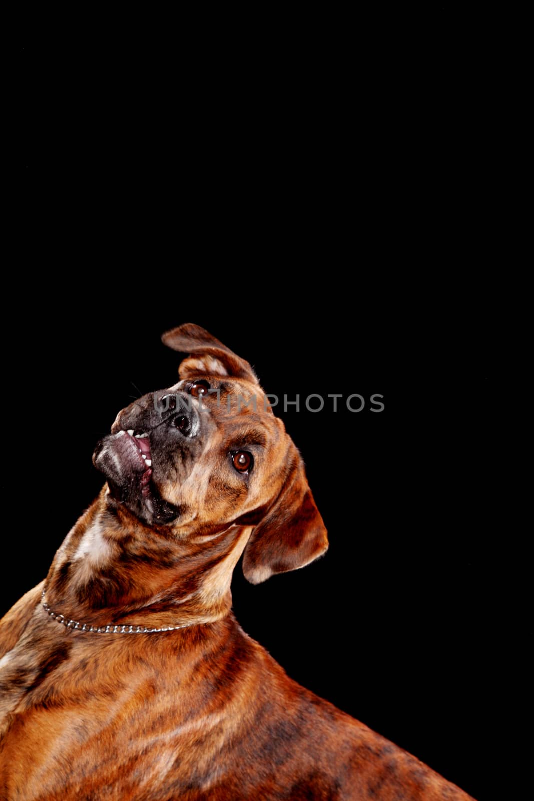 Young mixed-breed / boxer dog looking up on black background