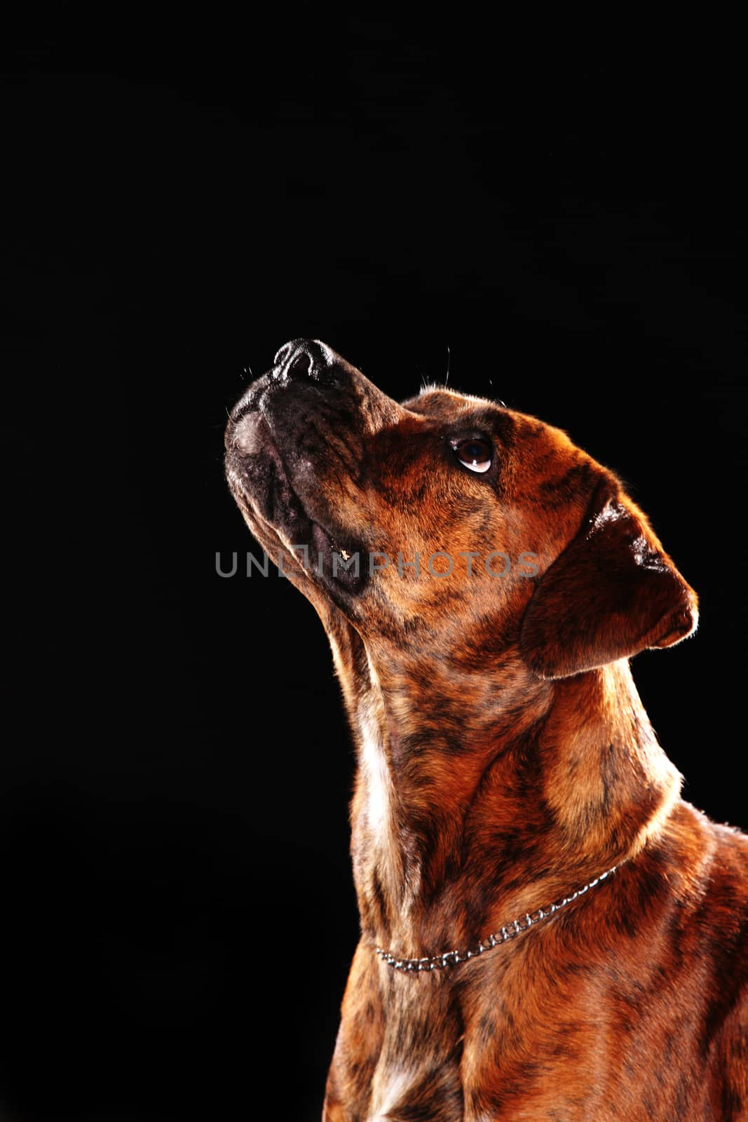 Young mixed-breed / boxer dog looking up on black background